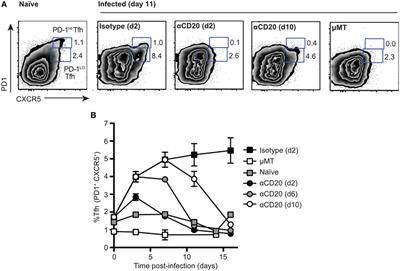 Heterogeneity of Phenotype and Function Reflects the Multistage Development of T Follicular Helper Cells